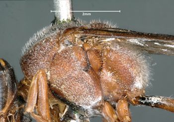 Media type: image;   Entomology 33196 Aspect: thorax lateral